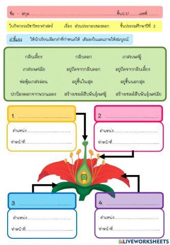ใบกิจกรรมส่วนประกอบของดอก