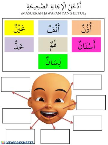 أعضاء الجسم