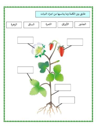تحديد أجزاء النبات